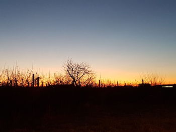 Silhouette of bare trees at sunset