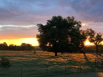 Trees on field against sky during sunset