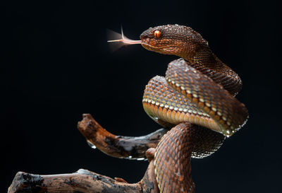 Close-up of red viper snake