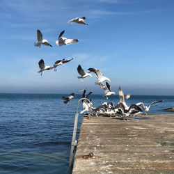 Seagulls flying over sea against sky