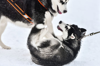 Dog in snow