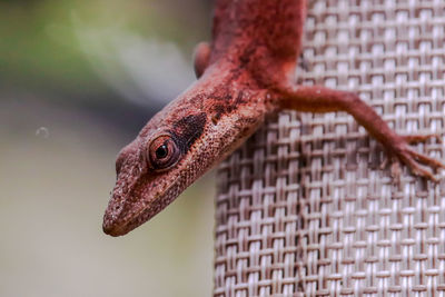 Close-up of lizard on wicker