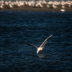 Seagull flying over sea
