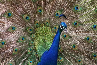 Close-up of peacock