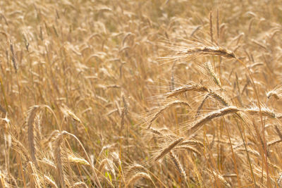 Wonderful field of yellow wheat ears ready to be harvested in summer