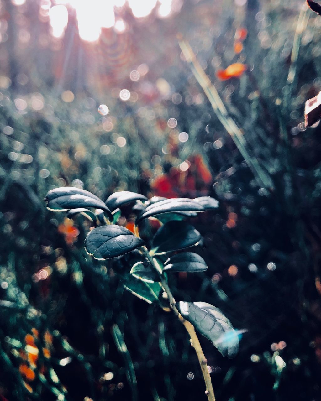 CLOSE-UP OF RAINDROPS ON TREE