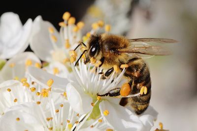 Close-up of bee pollinating white flower