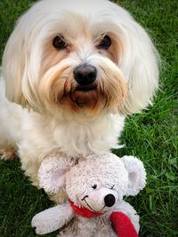 Close-up of a dog