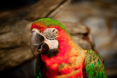 Close-up of a parrot