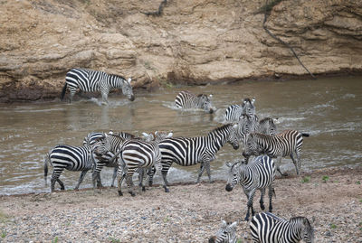 Close-up of zebra