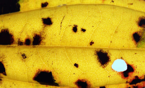 Close-up of leaf