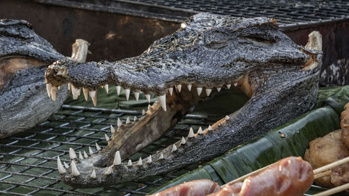 Close-up of crocodile in zoo