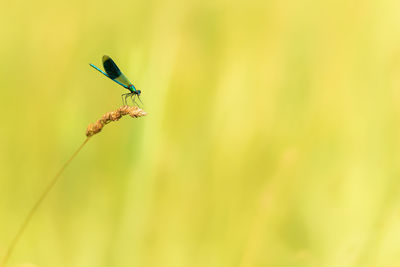 Close-up of insect on plant