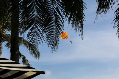 Low angle view of palm tree against sky