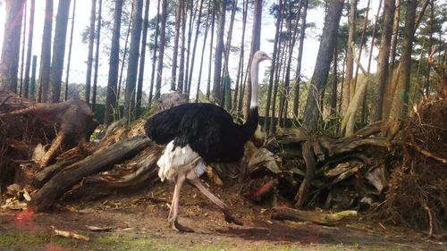 Birds in forest