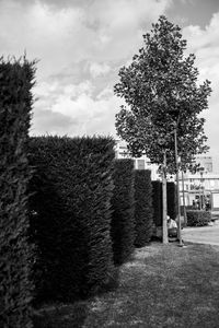 Trees against sky