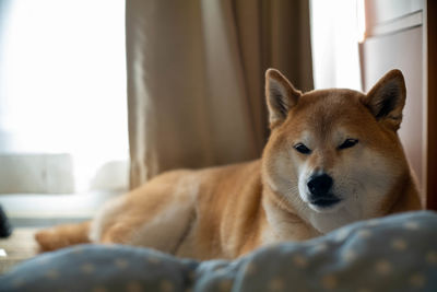 Close-up of a dog resting at home