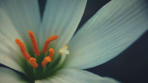 Close-up of pink flower