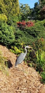 High angle view of gray heron on field