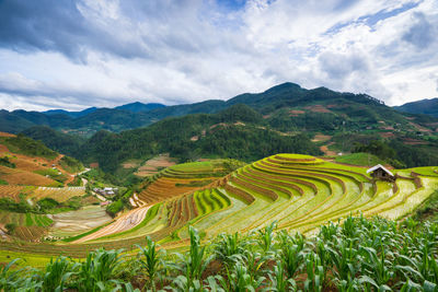 Scenic view of agricultural field against sky