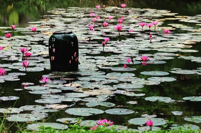Pink flowers floating on water