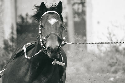 Horse in ranch