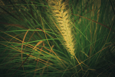 Close-up of fresh grass in field