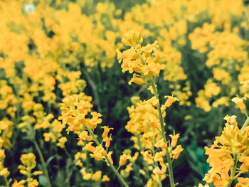 Close-up of yellow flowering plants