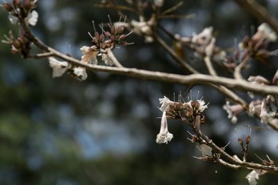 Close-up of flowering plant on branch