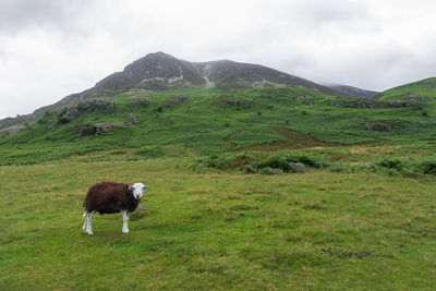 Sheep in a field