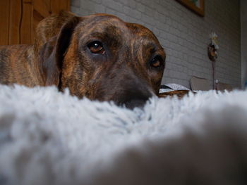 Portrait of dog relaxing at home