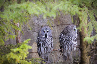 Birds perching on a tree