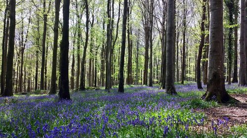 Trees growing in a forest