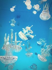 Close-up of jellyfish against blue background