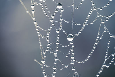 Close-up of water drops on spider web