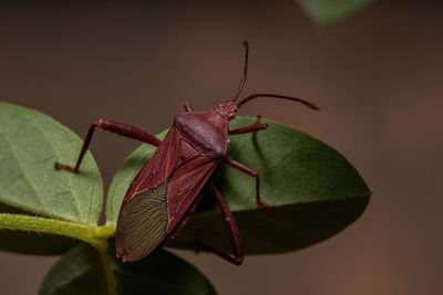 Close-up of insect on leaf