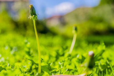 Close-up of green plant on field