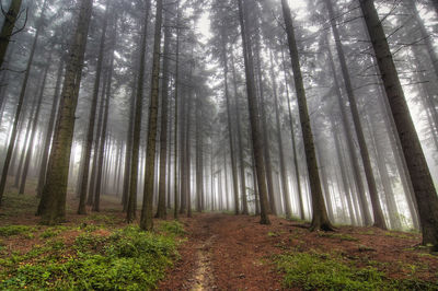 Trees in forest