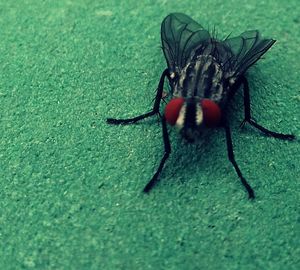 Close-up of black insect on leaf