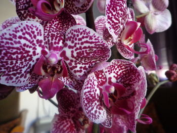 Close-up of pink orchids