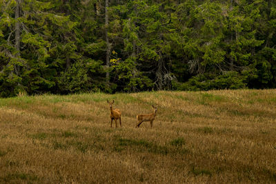 Deer in a forest