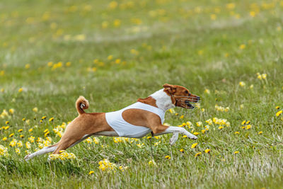 Basenji dog in white shirt running and chasing lure in the field on coursing competition