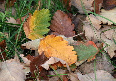 High angle view of maple leaves on field