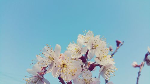 Low angle view of cherry blossoms against clear sky