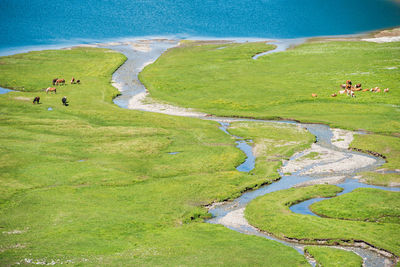 A herd of horses and cows grazing on an alpine meadow at the very shore of a mountain lake
