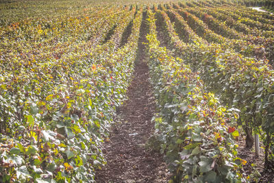 Crops growing on field