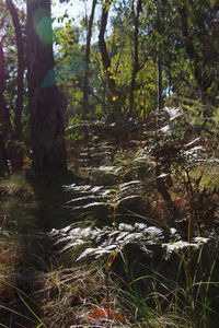 Trees in forest