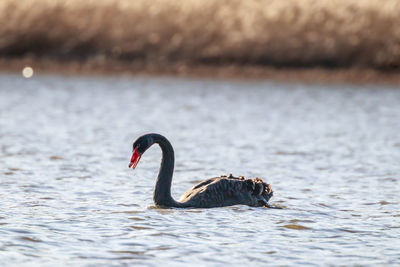 Swan swimming in lake