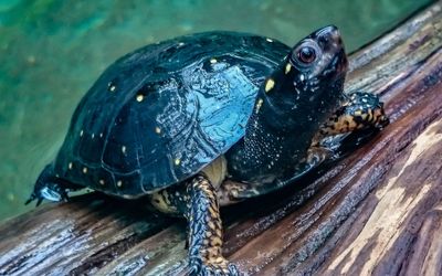 Close-up of turtle in water