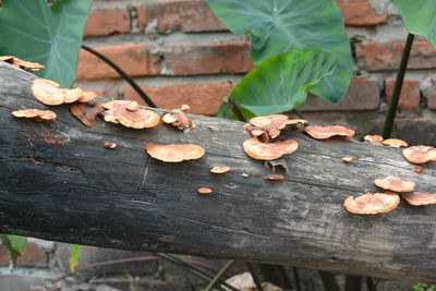 Close-up of wood